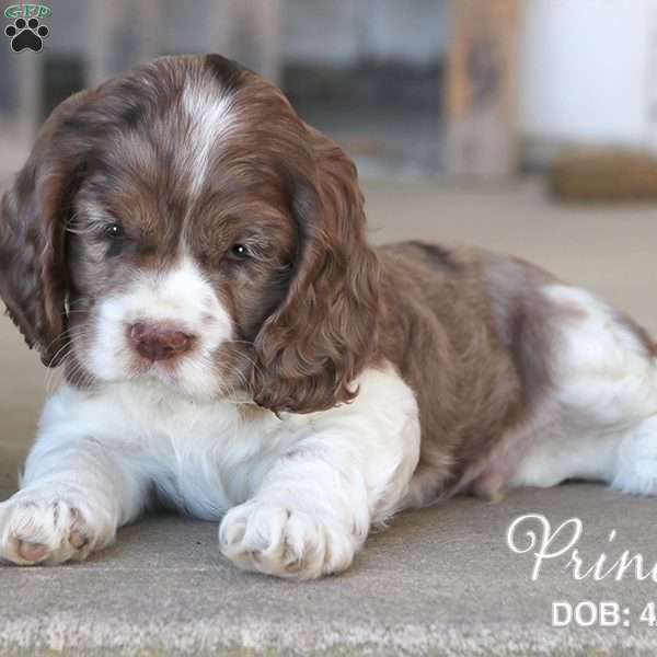 Prince, Cocker Spaniel Puppy