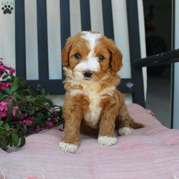 Rachel, Mini Goldendoodle Puppy