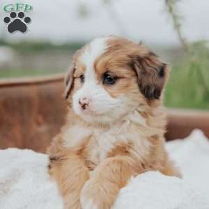 Rainbow, Mini Bernedoodle Puppy
