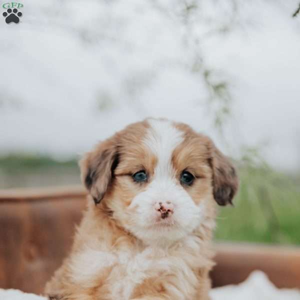 Rainbow, Mini Bernedoodle Puppy