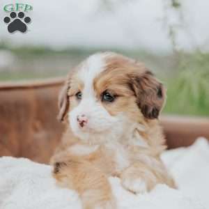 Rainbow, Mini Bernedoodle Puppy