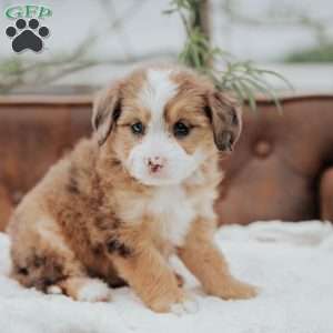 Rainbow, Mini Bernedoodle Puppy