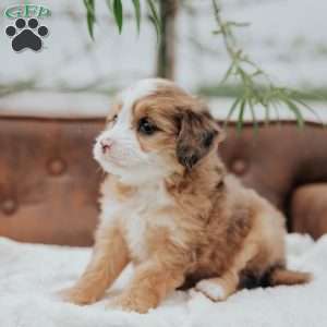 Rainbow, Mini Bernedoodle Puppy