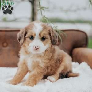 Rainbow, Mini Bernedoodle Puppy