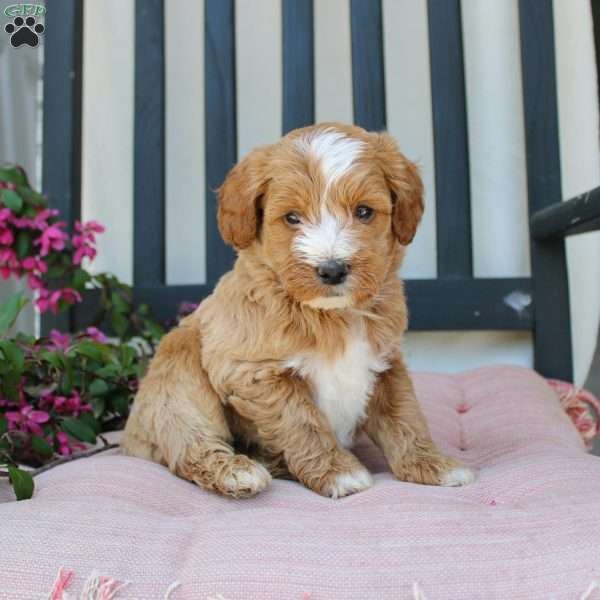 Randy, Mini Goldendoodle Puppy