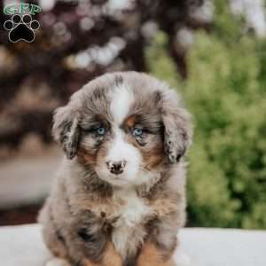 Randy, Mini Bernedoodle Puppy