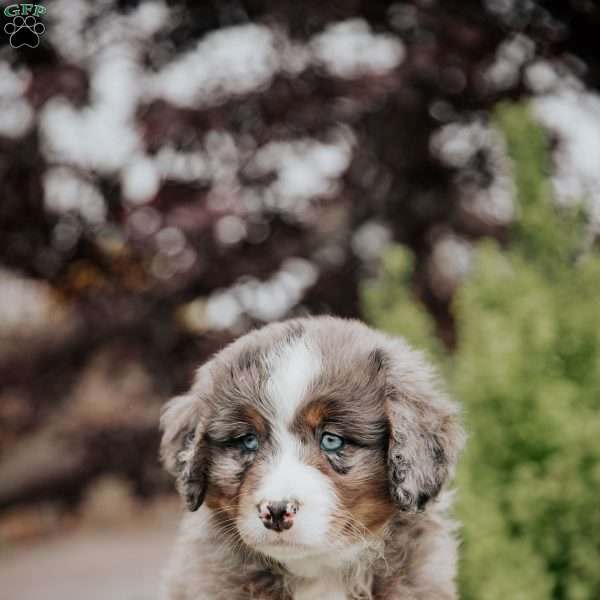 Randy, Mini Bernedoodle Puppy