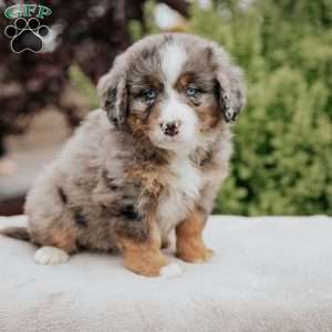 Randy, Mini Bernedoodle Puppy