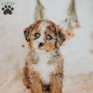 Raya, Mini Bernedoodle Puppy