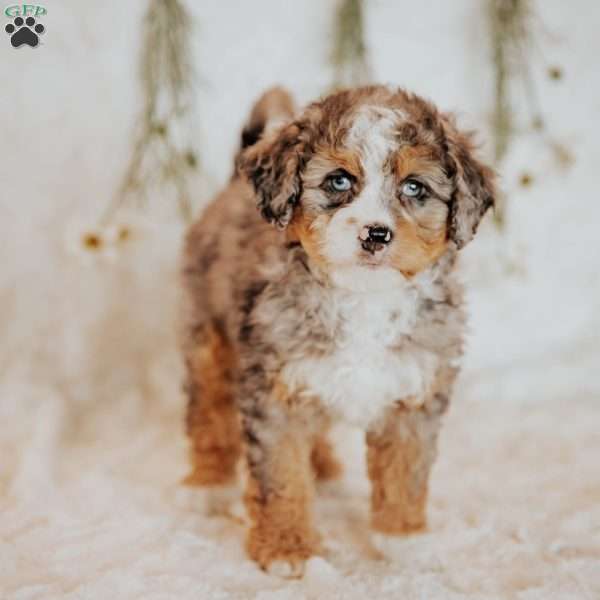Raya, Mini Bernedoodle Puppy