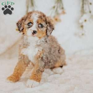 Raya, Mini Bernedoodle Puppy