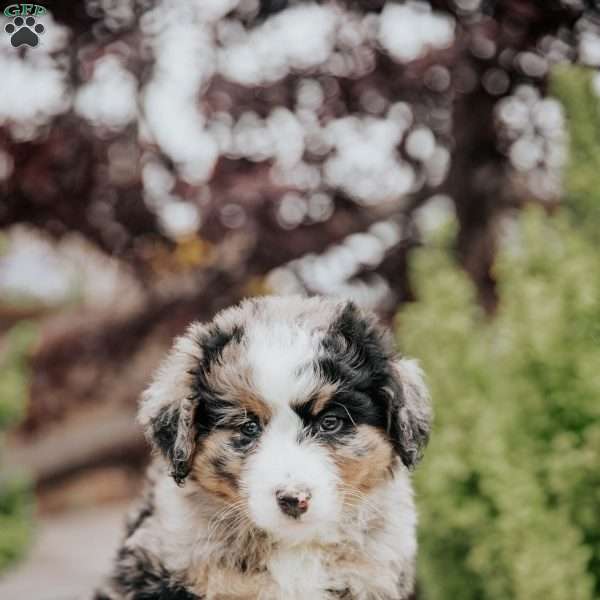 Reba, Mini Bernedoodle Puppy