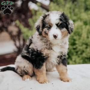 Reba, Mini Bernedoodle Puppy