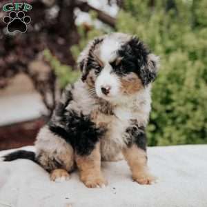 Reba, Mini Bernedoodle Puppy