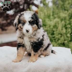 Reba, Mini Bernedoodle Puppy
