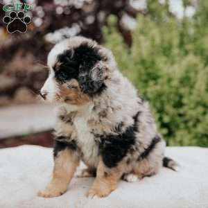 Reba, Mini Bernedoodle Puppy