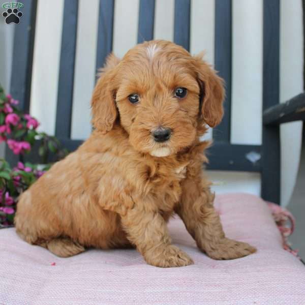 Rebecca, Mini Goldendoodle Puppy