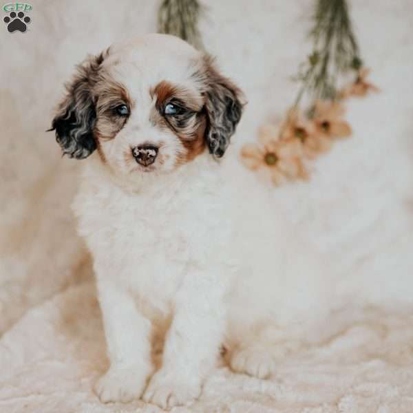 Reece, Mini Bernedoodle Puppy