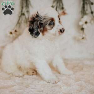 Reece, Mini Bernedoodle Puppy