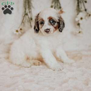Reece, Mini Bernedoodle Puppy