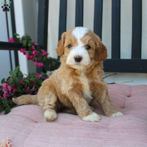 Renee, Mini Goldendoodle Puppy