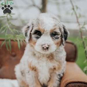 Resi, Mini Bernedoodle Puppy