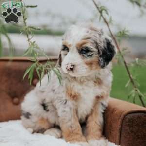 Resi, Mini Bernedoodle Puppy