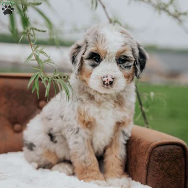 Resi, Mini Bernedoodle Puppy