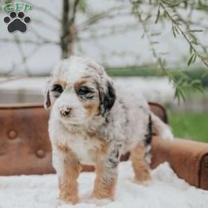 Resi, Mini Bernedoodle Puppy