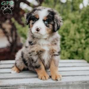 Rex, Mini Bernedoodle Puppy