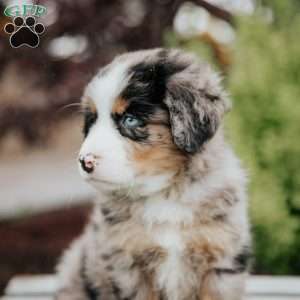 Rex, Mini Bernedoodle Puppy