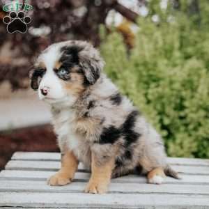 Rex, Mini Bernedoodle Puppy