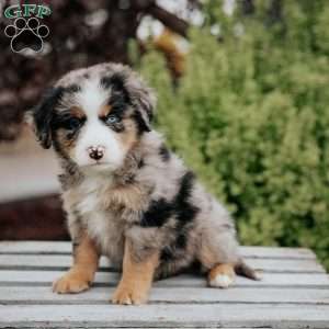 Rex, Mini Bernedoodle Puppy