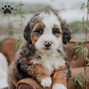 Rick, Mini Bernedoodle Puppy