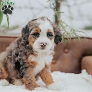 Rick, Mini Bernedoodle Puppy