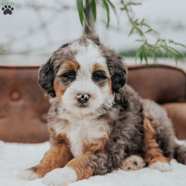 Rick, Mini Bernedoodle Puppy