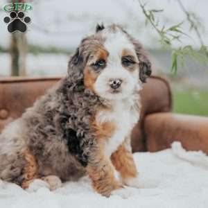 Rick, Mini Bernedoodle Puppy