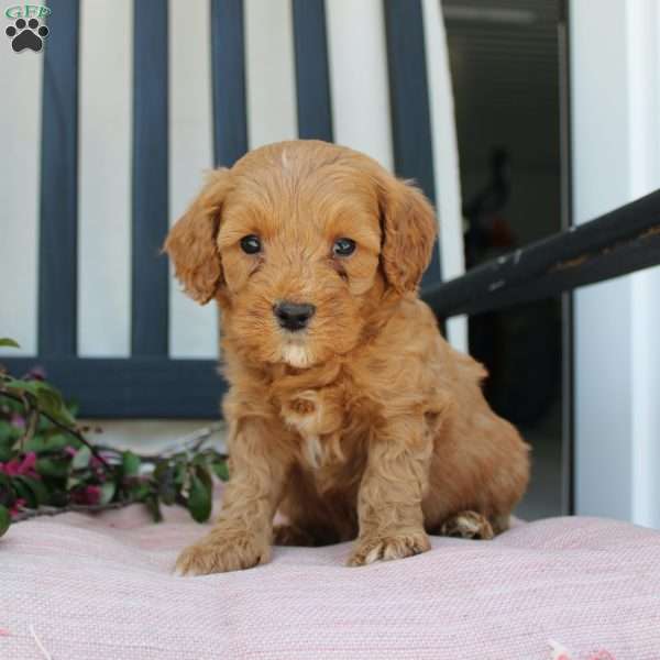 Ricky, Mini Goldendoodle Puppy