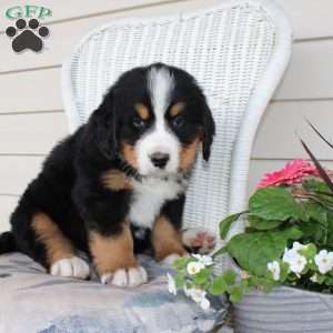 Ricky, Bernese Mountain Dog Puppy