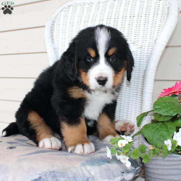 Ricky, Bernese Mountain Dog Puppy