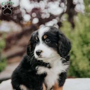 Rita, Mini Bernedoodle Puppy