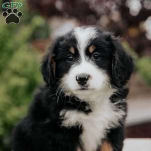 Rita, Mini Bernedoodle Puppy