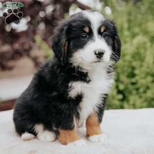 Rita, Mini Bernedoodle Puppy
