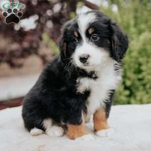 Rita, Mini Bernedoodle Puppy