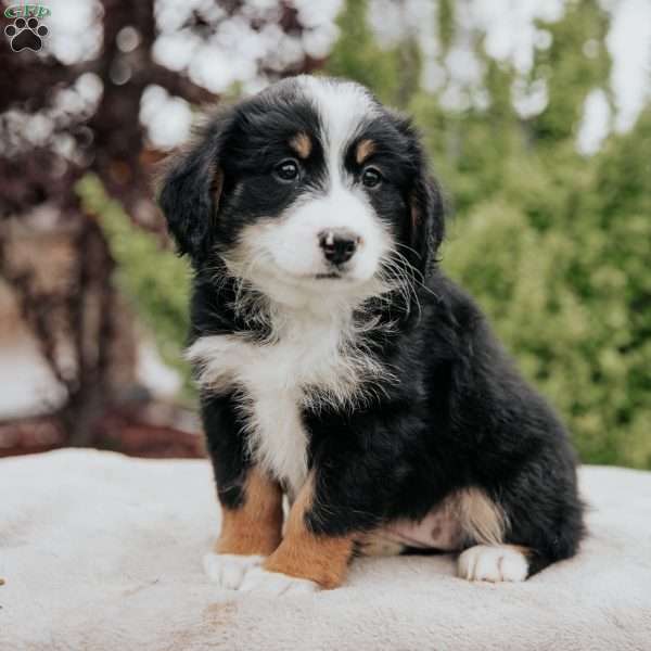 Rita, Mini Bernedoodle Puppy