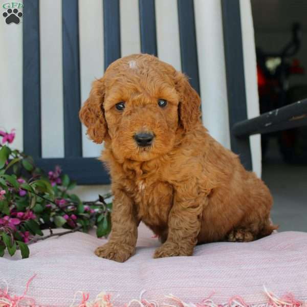 Robert, Mini Goldendoodle Puppy