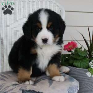 Rocky, Bernese Mountain Dog Puppy