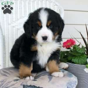 Rocky, Bernese Mountain Dog Puppy