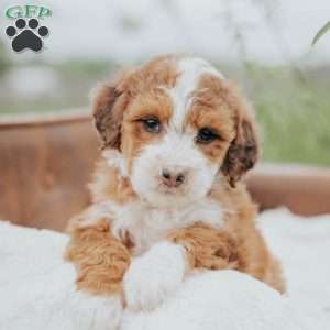 Rodger, Mini Bernedoodle Puppy