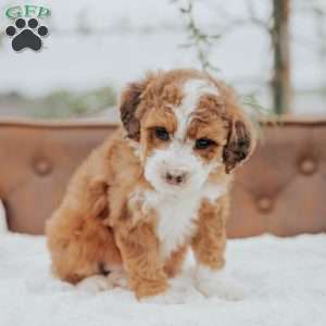 Rodger, Mini Bernedoodle Puppy